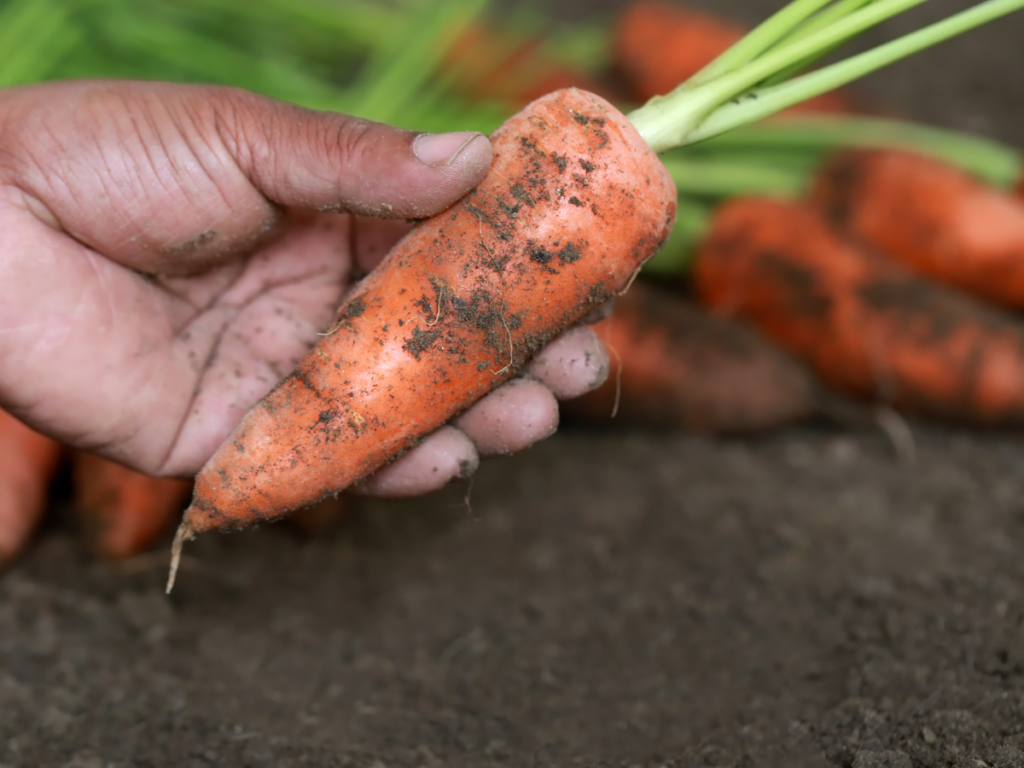 Choosing the Right Carrots